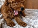 Korean Toypoodle Uygun