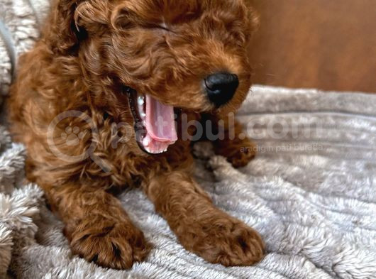 Korean Toypoodle Uygun görsel