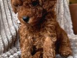 KOREAN TOYPOODLE uygun