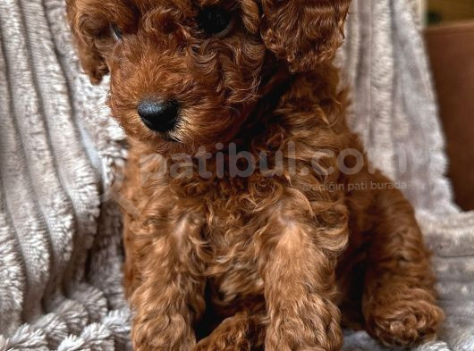 Korean Toypoodle Uygun