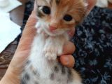Minnoş Kedilere Acil Kalıcı Yuva