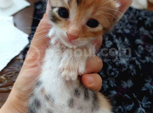 Minnoş Kedilere Acil Kalıcı Yuva görsel