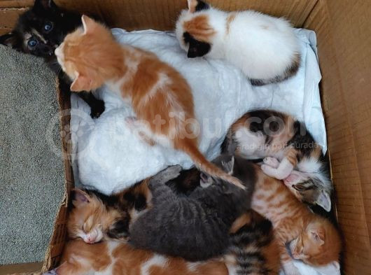 Minnoş Kedilere Acil Kalıcı Yuva görsel