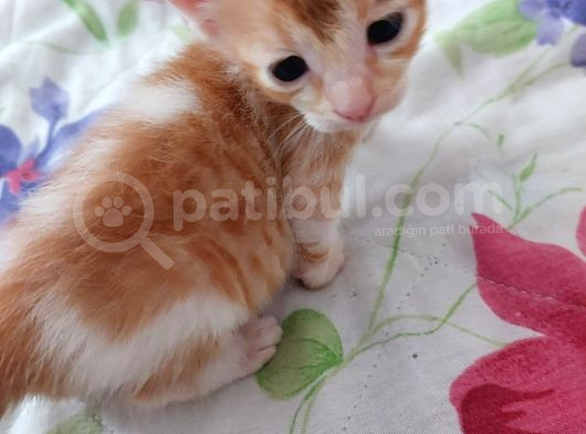 Minnoş Kedilere Acil Kalıcı Yuva görsel