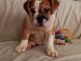 Ori̇ji̇nal Irk Engli̇sh Bulldog Bebekleri̇m