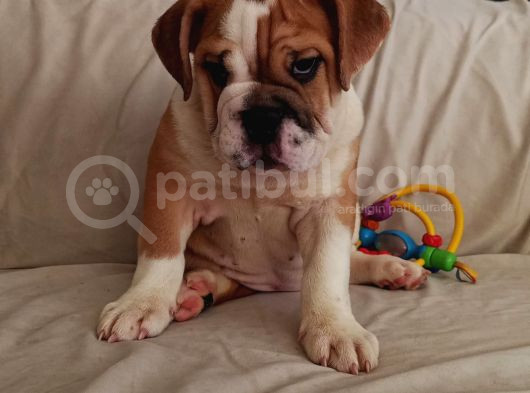 Ori̇ji̇nal Irk Engli̇sh Bulldog Bebekleri̇m görsel