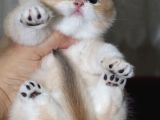 Anne Altindan Mükemmel Bri̇ti̇sh Shorthai̇r Bebekler