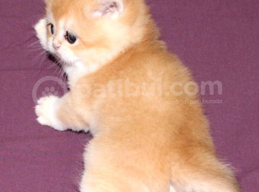 Anne Altindan Mükemmel Bri̇ti̇sh Shorthai̇r Bebekler görsel