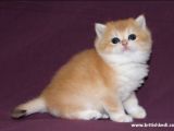 Anne Altindan Mükemmel Bri̇ti̇sh Shorthai̇r Bebekler