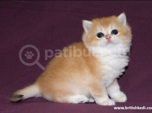 Anne Altindan Mükemmel Bri̇ti̇sh Shorthai̇r Bebekler görsel