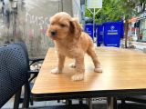 Cavapoo Sevimli Yavrular