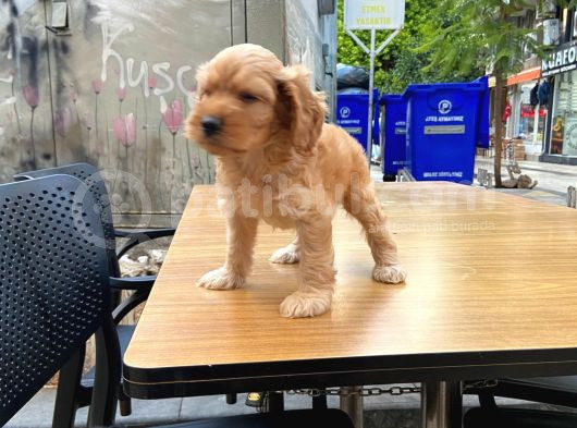 Cavapoo Sevimli Yavrular görsel