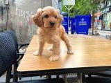 Cavapoo Sevimli Yavrular