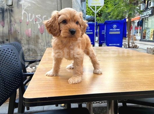 Cavapoo Sevimli Yavrular görsel