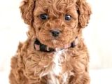 Maltipo cinsi yavrular kahve tonlu mini boy puppy 