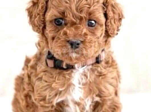 Maltipo Cinsi Yavrular Kahve Tonlu Mini Boy Puppy 