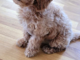 Cok Aci̇l 3-5 Aylik Ori̇ji̇nal Toy Poodle Kizimiz