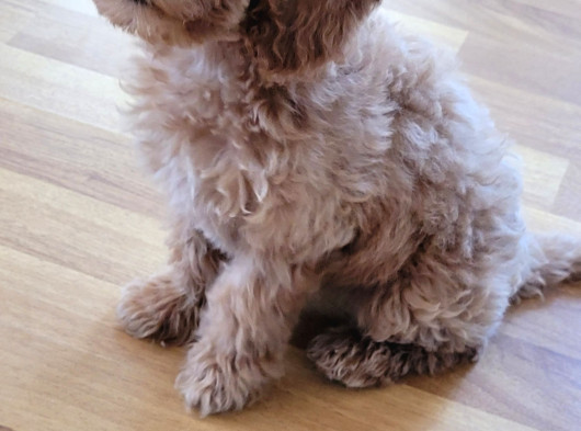 Cok Aci̇l 3-5 Aylik Ori̇ji̇nal Toy Poodle Kizimiz görsel