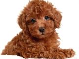 Tooy poodle cinsi yavrular Dişi erkek mevcuttur 