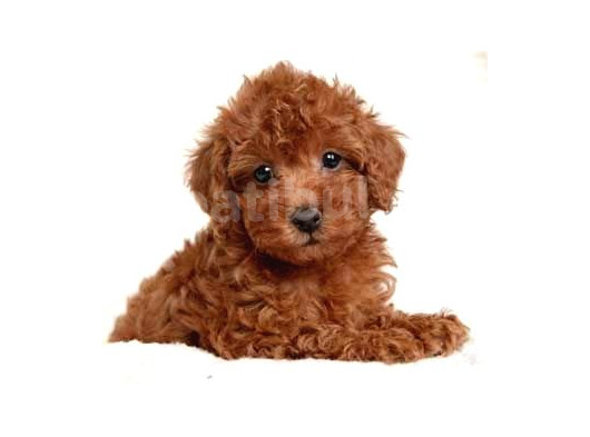 Tooy Poodle Cinsi Yavrular Dişi Erkek Mevcuttur 
