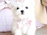 Maltesse Terrier Cinsi Mini Boy Puppy Kar Beyaz 