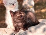 Chocolate ve blue point british shorthair yavrualar