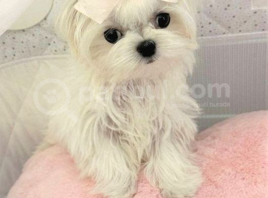 Maltesse Terrier Cinsi Mini Boy Puppy Kar Beyaz 