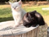 Chocolate Ve Blue Point British Shorthair Yavrualar