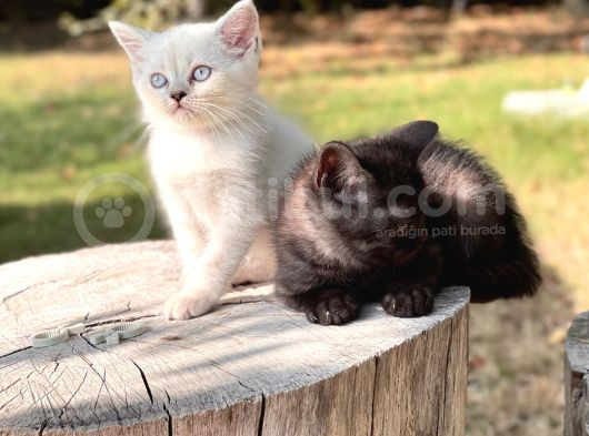 Chocolate Ve Blue Point British Shorthair Yavrualar görsel