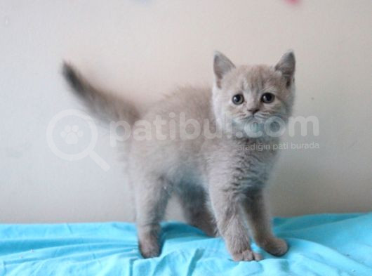 Lilac Renk British Yavrularım görsel