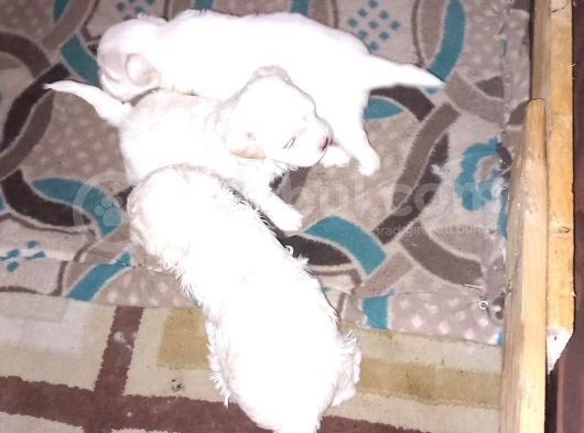Maltes Terrier görsel