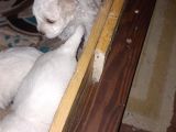 Maltes Terrier
