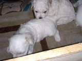 Maltes terrier