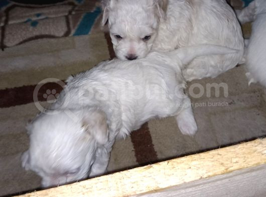 Maltes Terrier