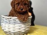 Irk ve sağlık garantili toy poodle yavrularımız