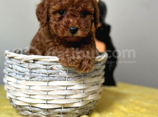 Irk ve sağlık garantili toy poodle yavrularımız