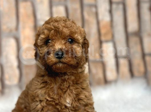 Eşsiz güzellikteki toy poodle yavrularımız