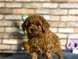 A kalite uygun toy poodle bebeklerimiz