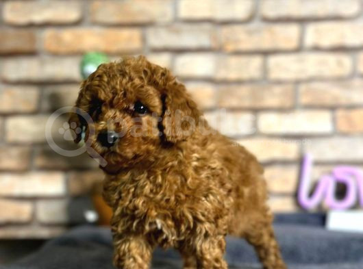 A Kalite Uygun Toy Poodle Bebeklerimiz görsel