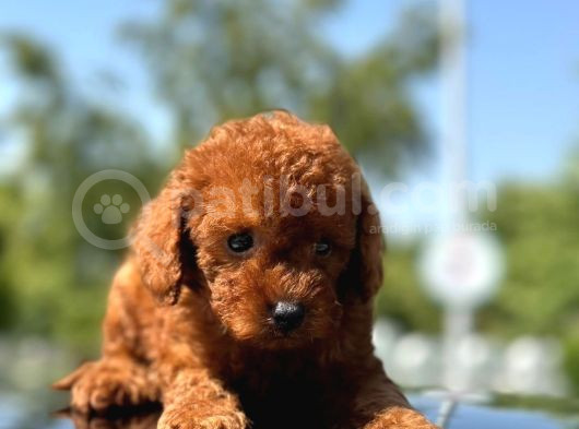 Petibör Tadında Toy Poodle Bebeklerimiz görsel
