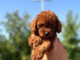 Petibör tadında toy poodle bebeklerimiz