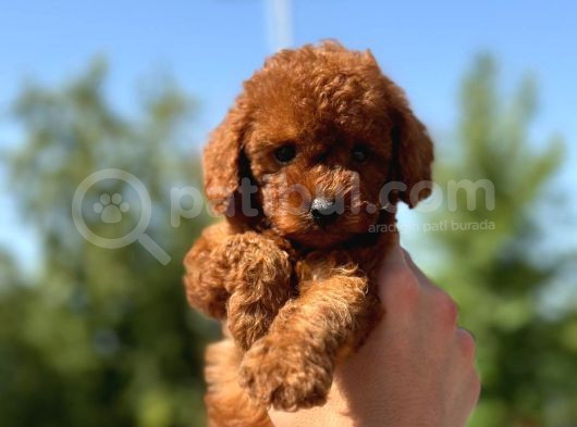 Petibör Tadında Toy Poodle Bebeklerimiz görsel