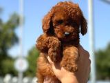 Petibör Tadında Toy Poodle Bebeklerimiz