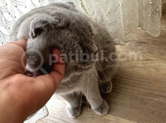 Acil Ücretsiz Sahiplendirme görsel