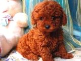 Tooy poodle cinsi kıpkırmızı Red mini Boy 