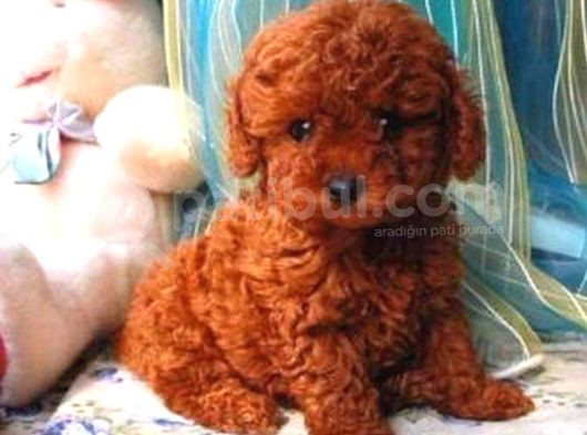 Tooy Poodle Cinsi Kıpkırmızı Red Mini Boy 