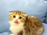 Güzeller Güzeli̇ Scottish Fold Yavrularimiz