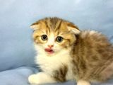 Güzeller Güzeli̇ Scottish Fold Yavrularimiz