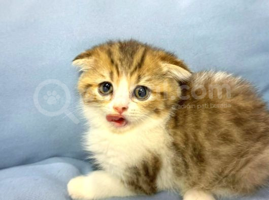 Güzeller Güzeli̇ Scottish Fold Yavrularimiz görsel
