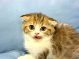 GÜZELLER GÜZELİ SCOTTISH FOLD YAVRULARIMIZ